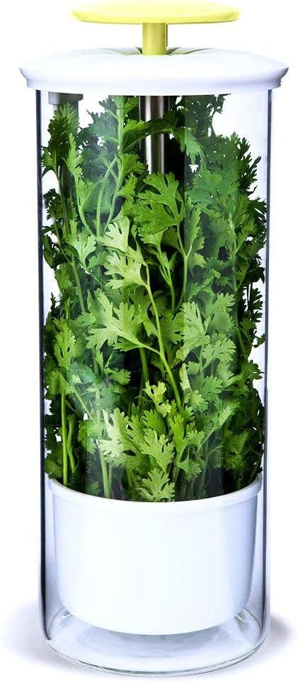 XXL Herb Keeper and Herb Saver – Glass Storage Container for Cilantro, Mint, Parsley, Asparagus, Keeps Greens Fresh for 2-3 Weeks